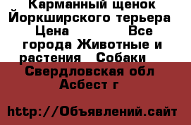 Карманный щенок Йоркширского терьера › Цена ­ 30 000 - Все города Животные и растения » Собаки   . Свердловская обл.,Асбест г.